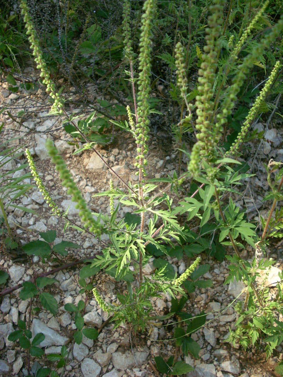 Ambrózia palinolistá 12