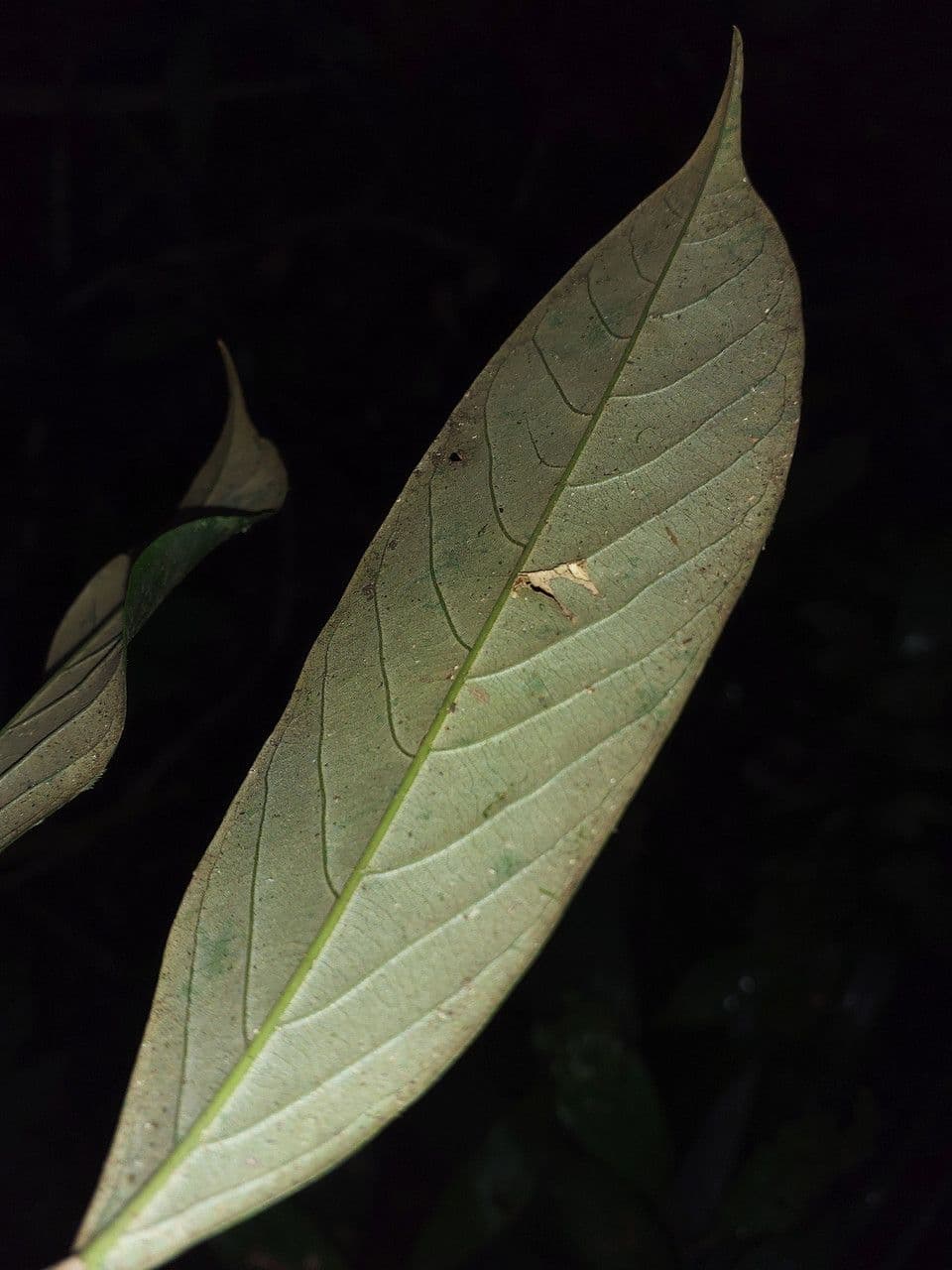 Couepia 3