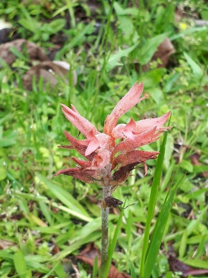 Sacoila lanceolata 2