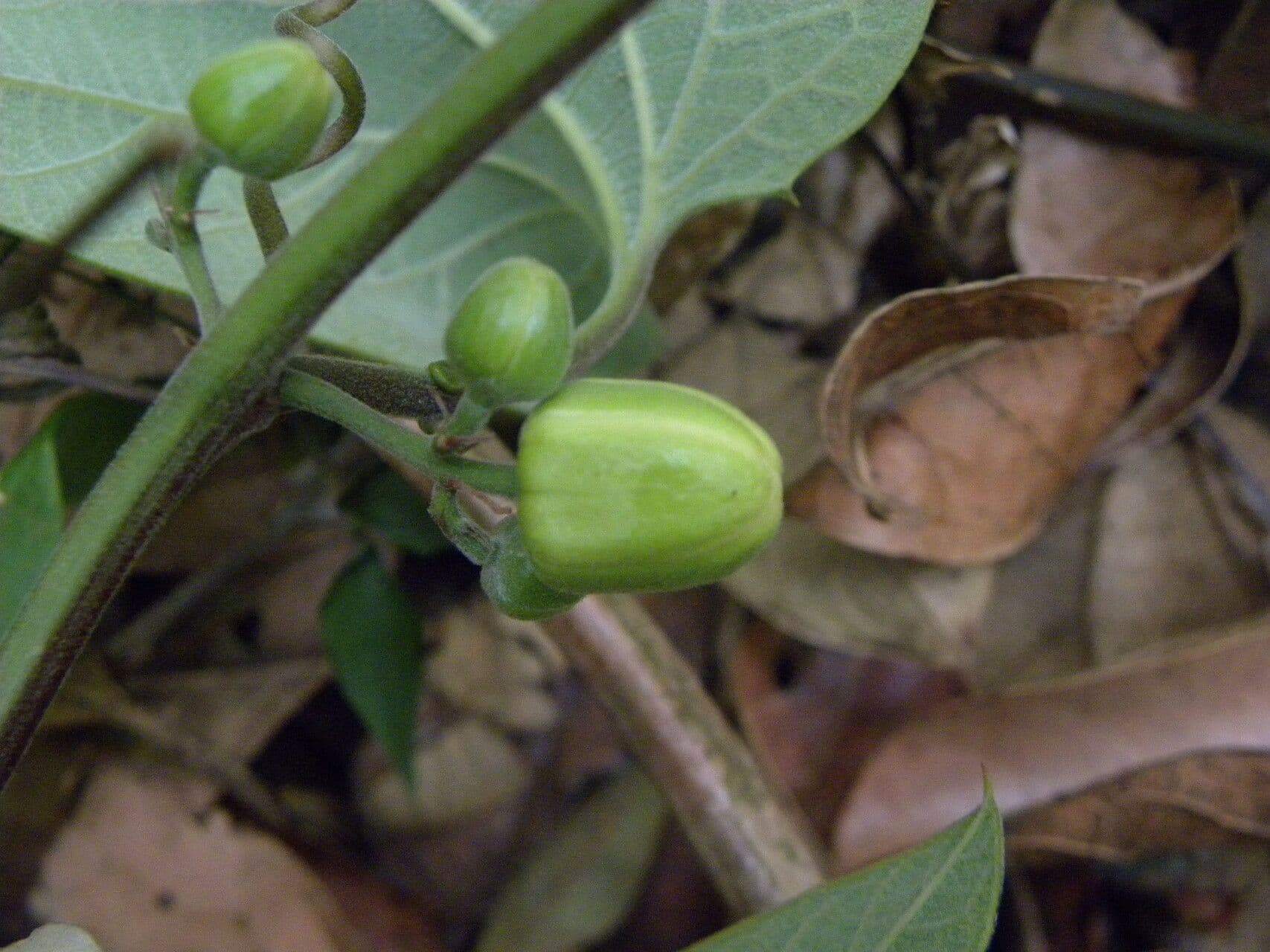 Passiflora 3