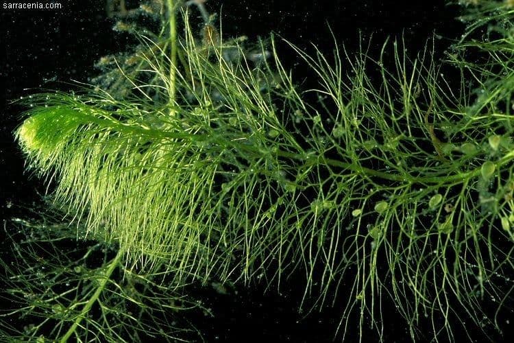 Utricularia striata 5