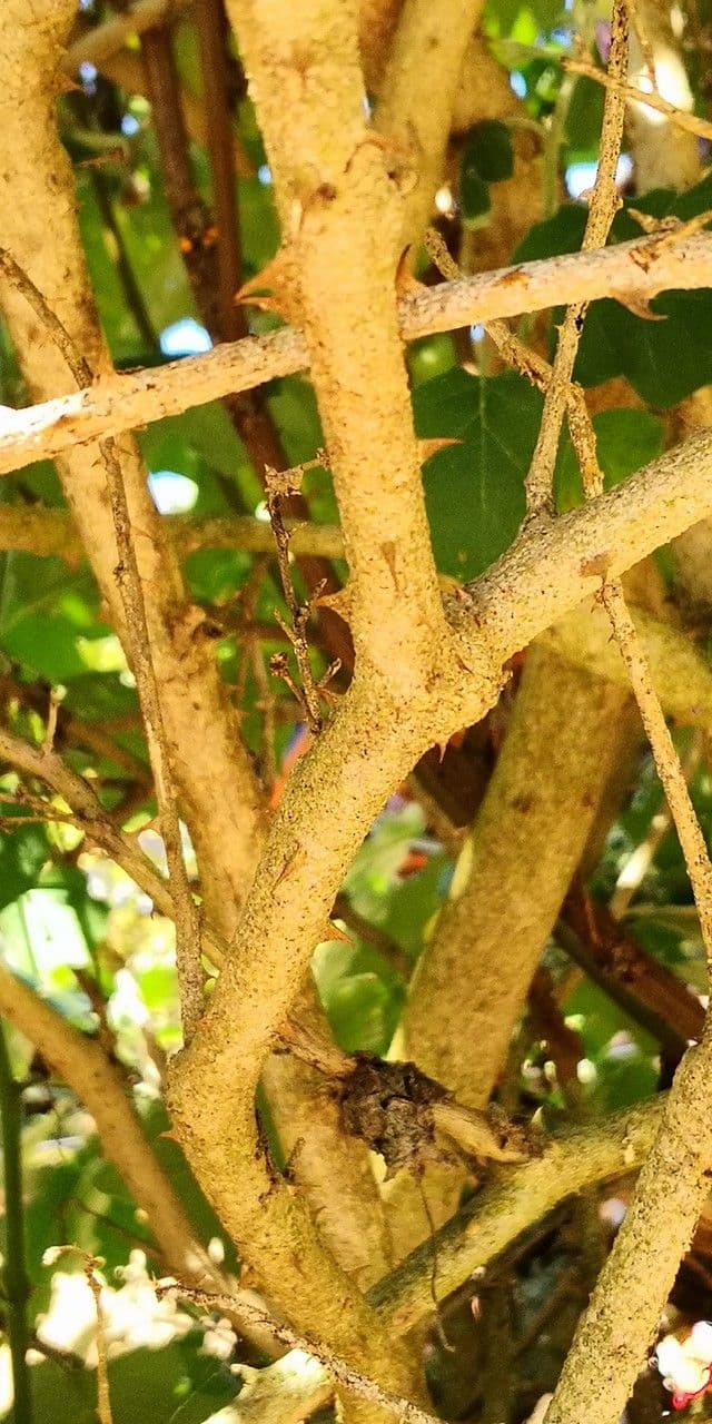 Solanum 19