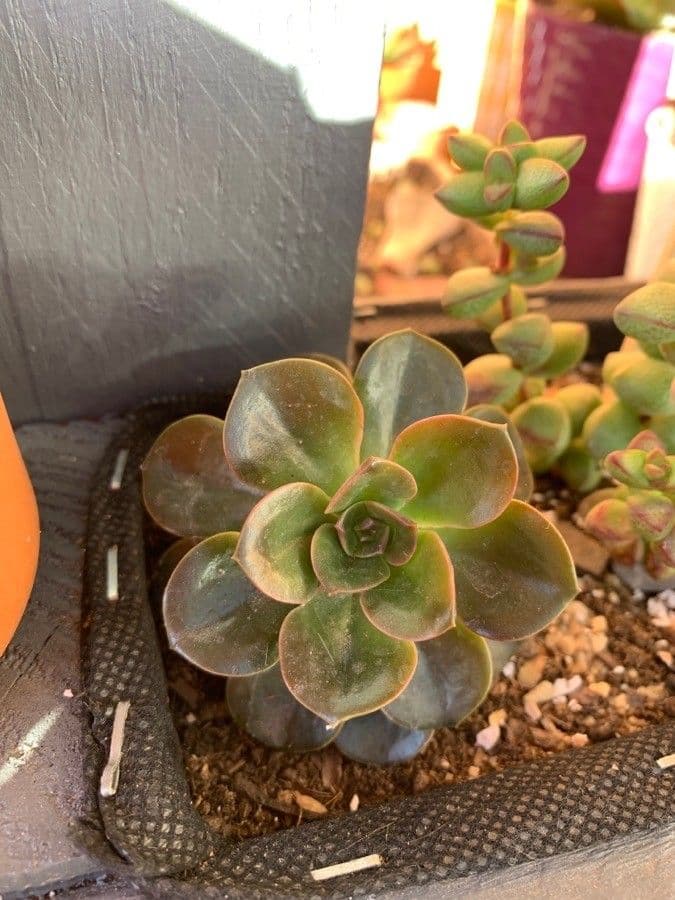 Echeveria