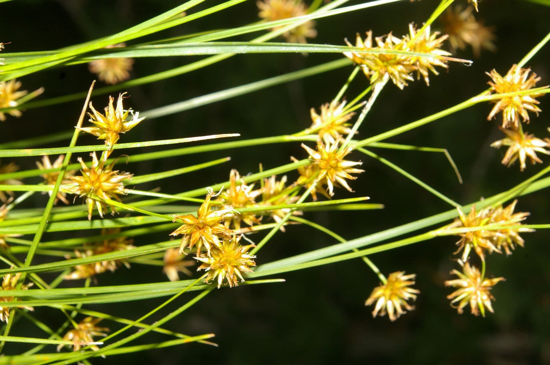 Rhynchospora