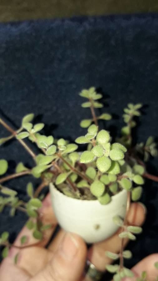 Crassula expansa 11