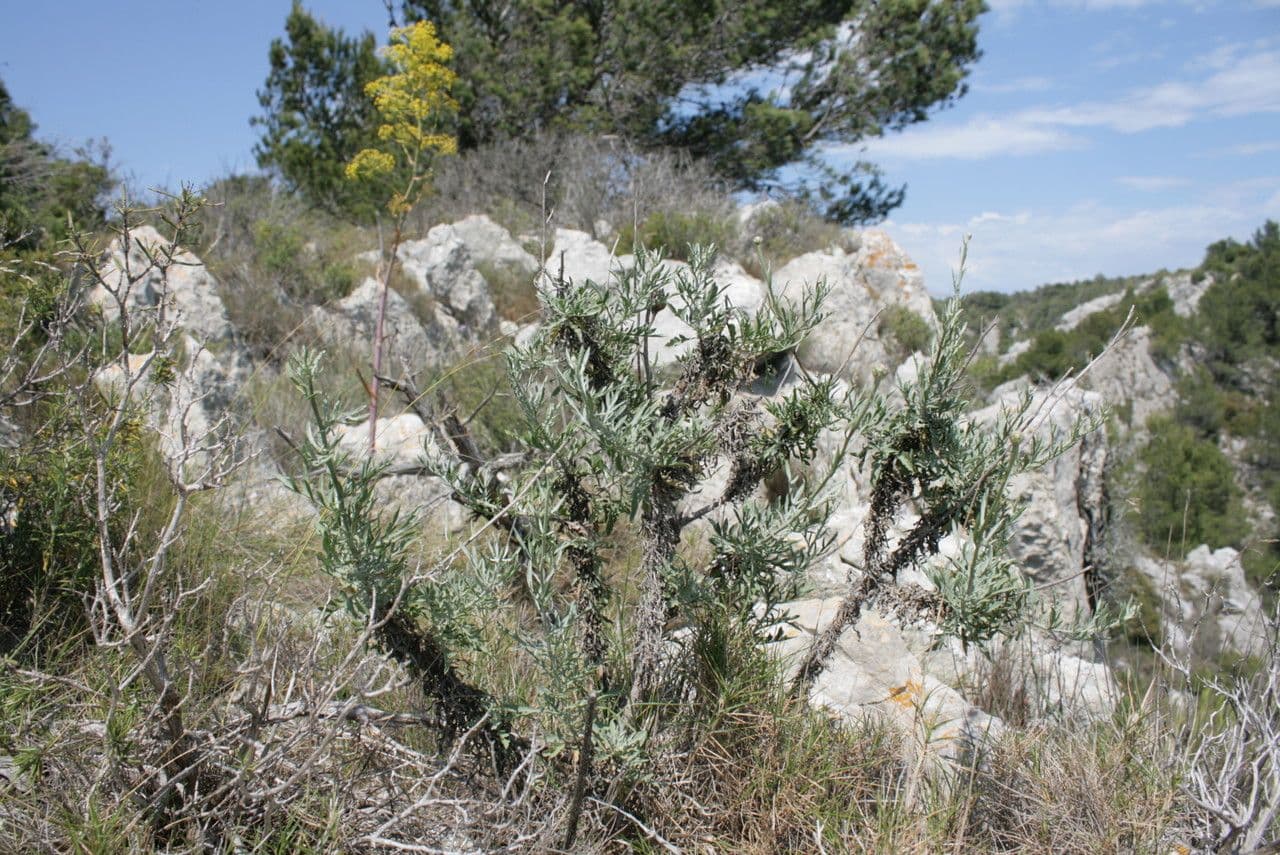 Cheirolophus 11
