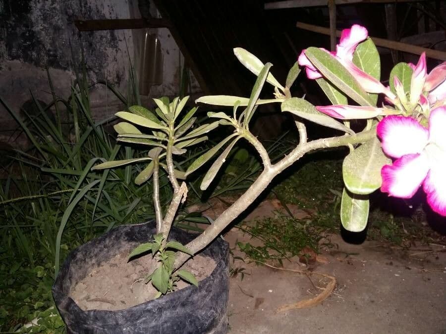 Adenium 26