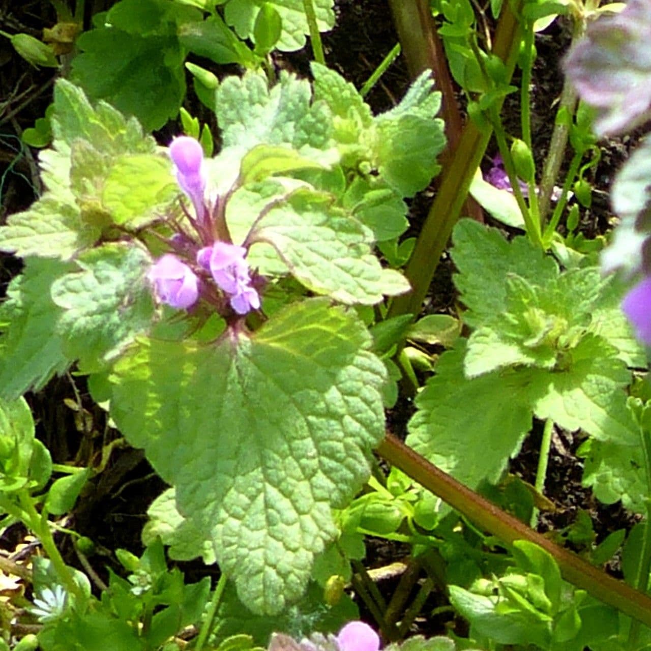 Falsa ortiga 17