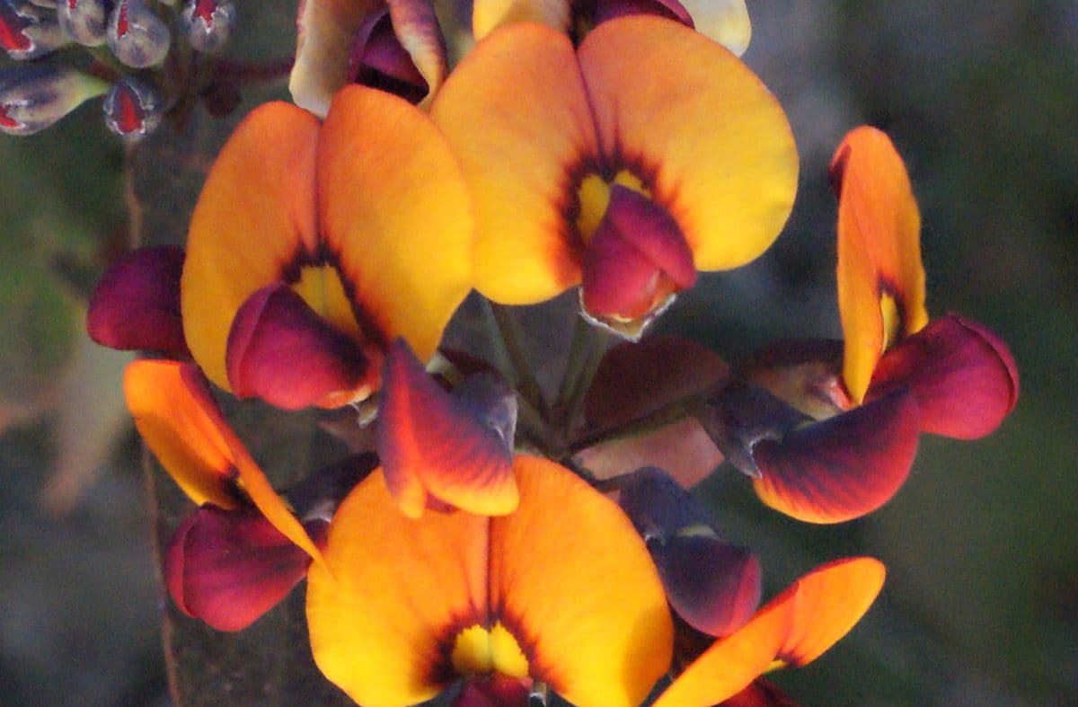 Daviesia cordata 8