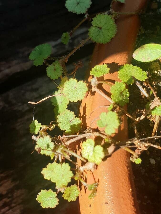 Hydrocotyle sibthorpioides 20