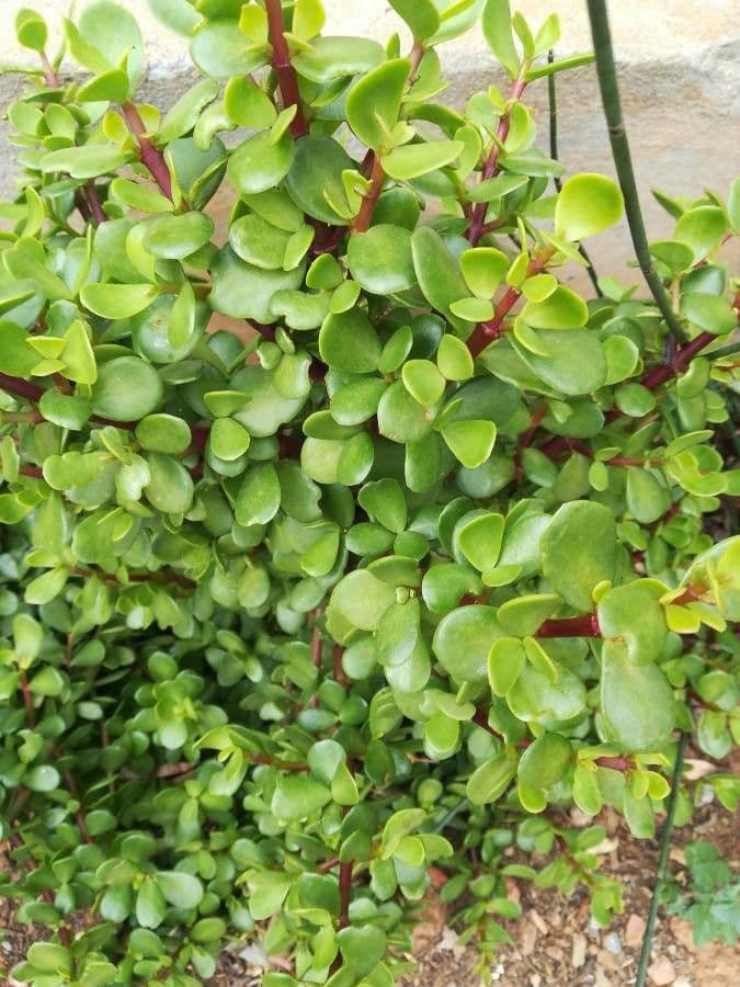 Portulacaria afra 20