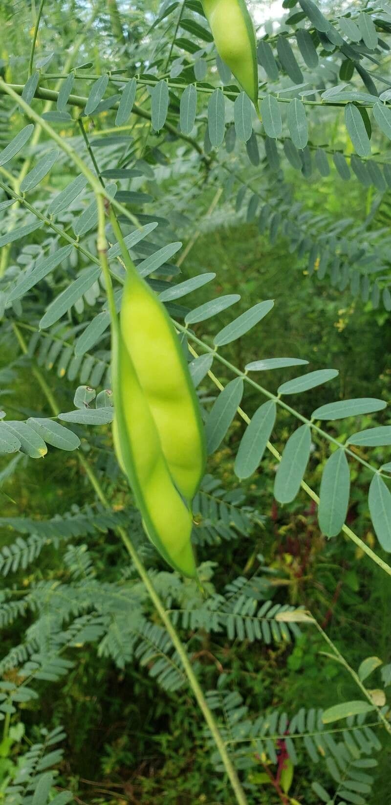 Sesbania herbacea 5