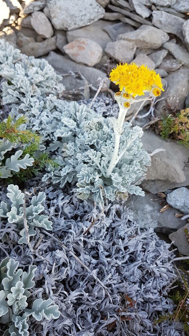 Senecio leucofillo 3