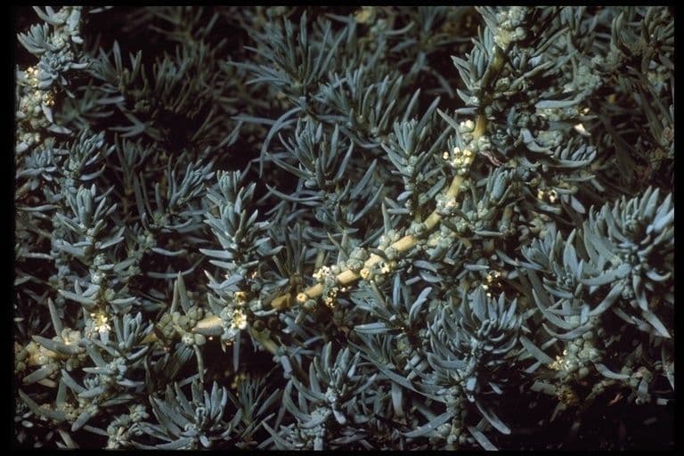 Suaeda taxifolia 5
