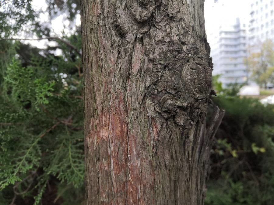 Arborvitae oriental 22