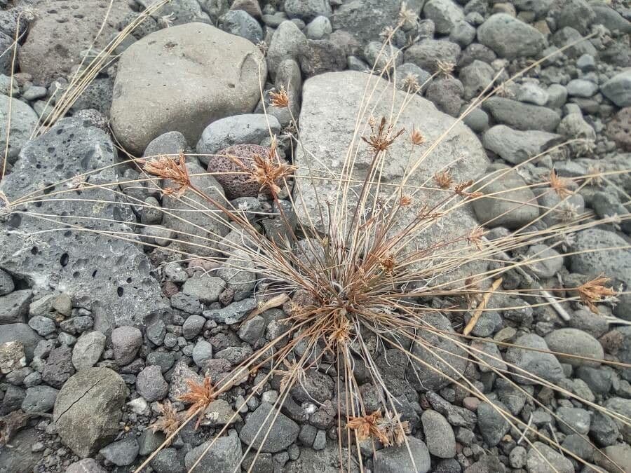 Bulbostylis barbata