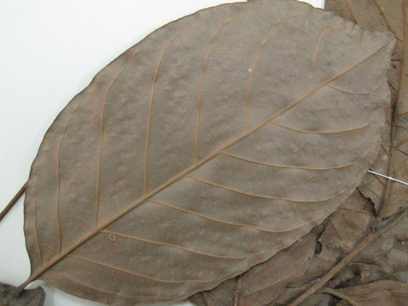 Trichilia 7