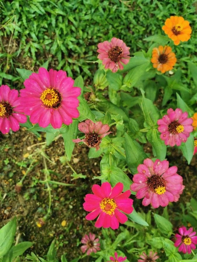 Zinnia 6