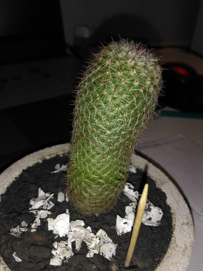 Mammillaria di Matuda 6