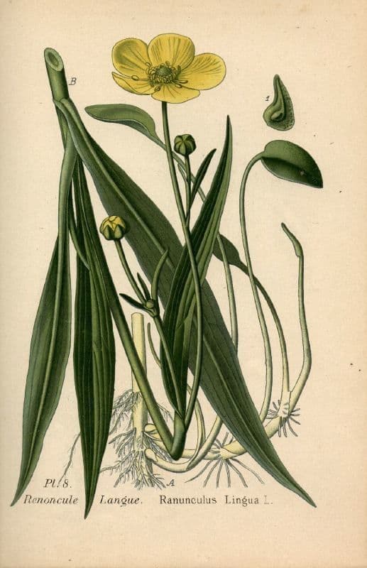 Jaskier wielki 24