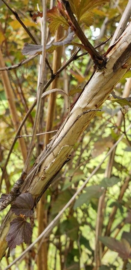Physocarpus capitatus 23