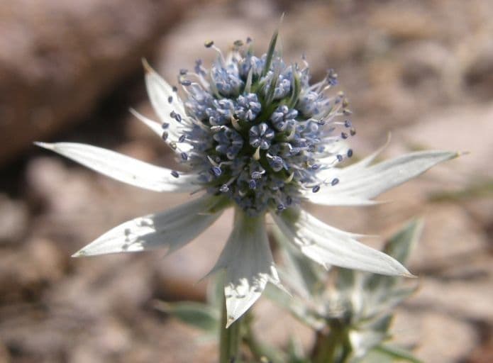 Eryngium eterofillo 4