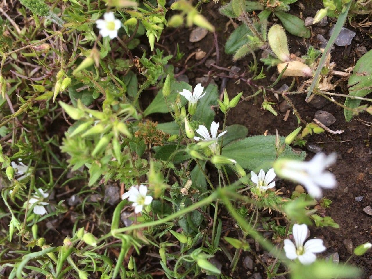 Mononeuria patula 10
