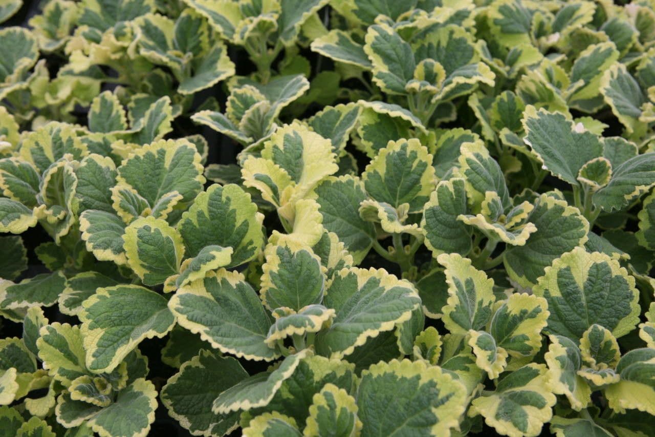 Plectranthus 7