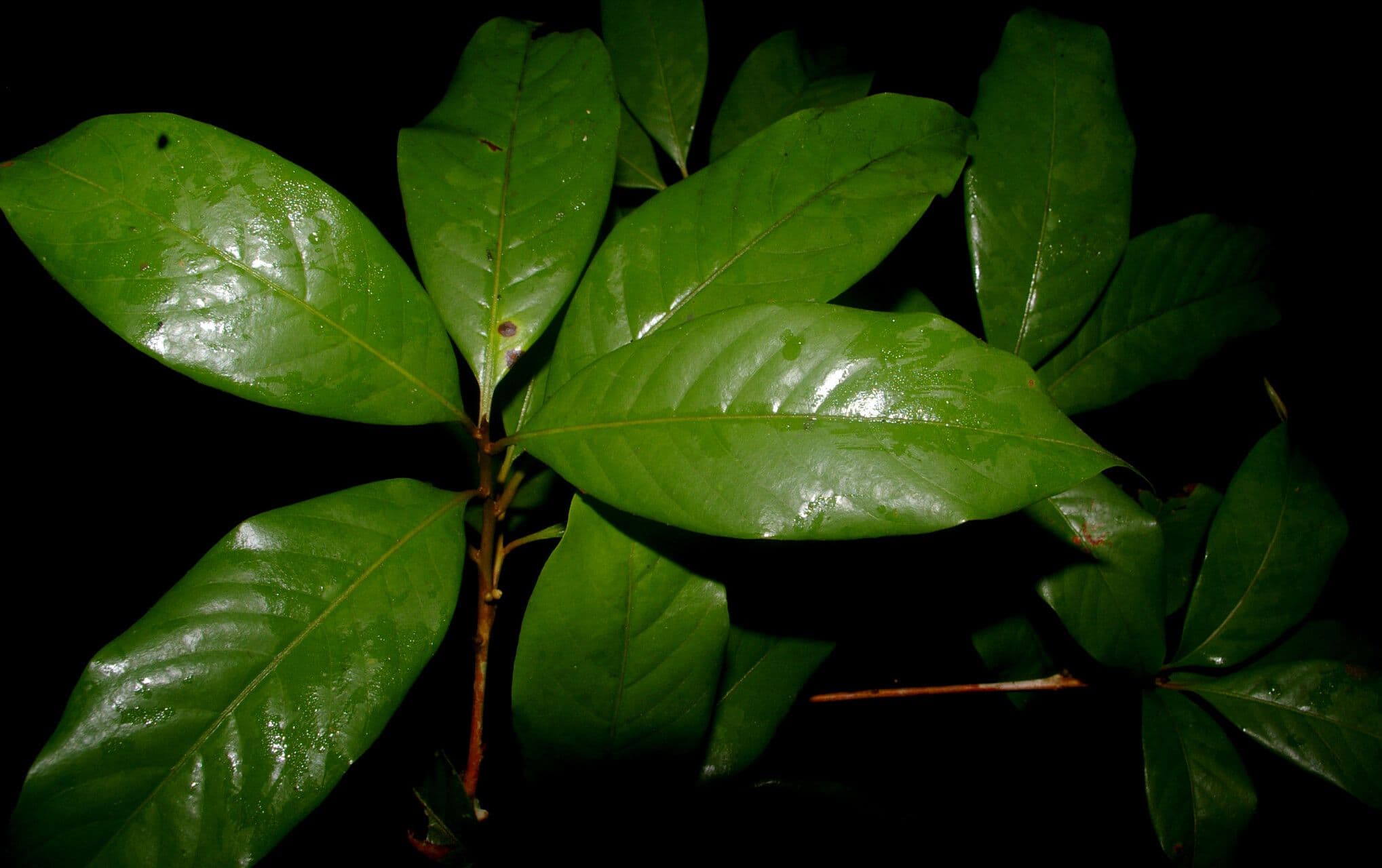 Pouteria 5