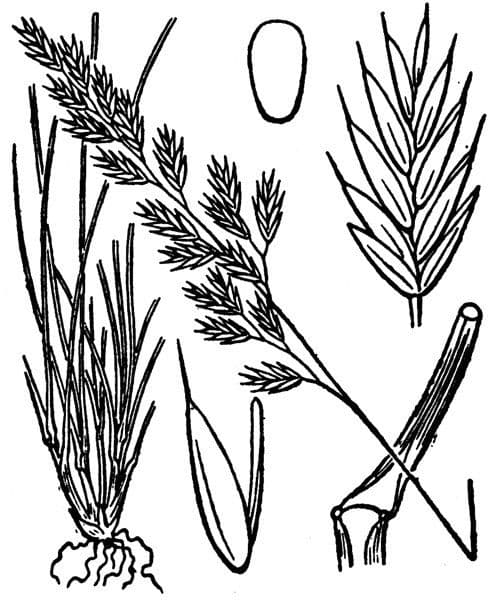 Walliser Schwingel 12