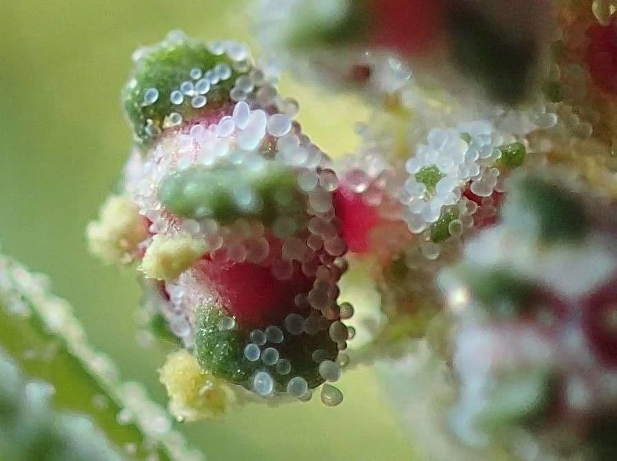Quinoa 6