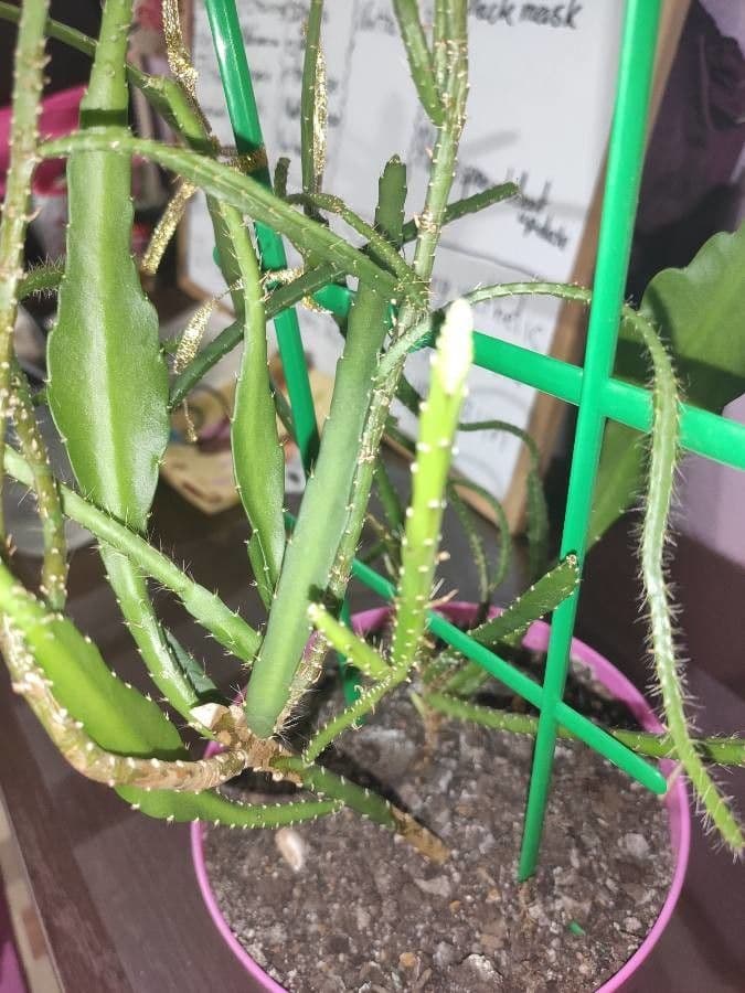 Disocactus 2
