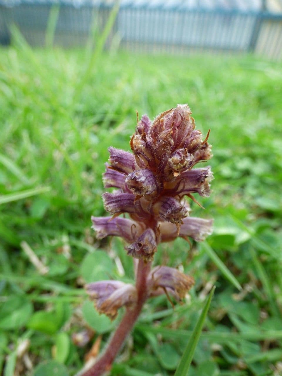 Succiamele minore 9