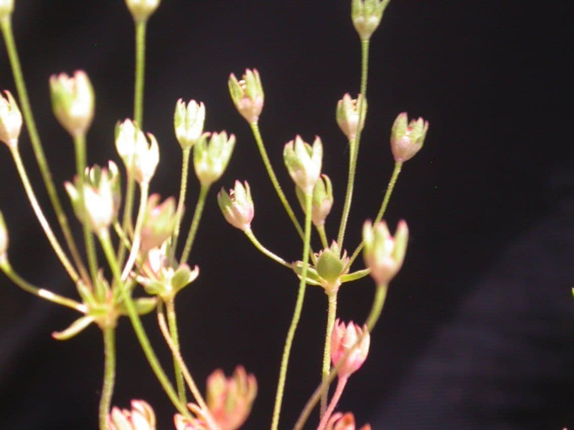 Androsace occidentalis