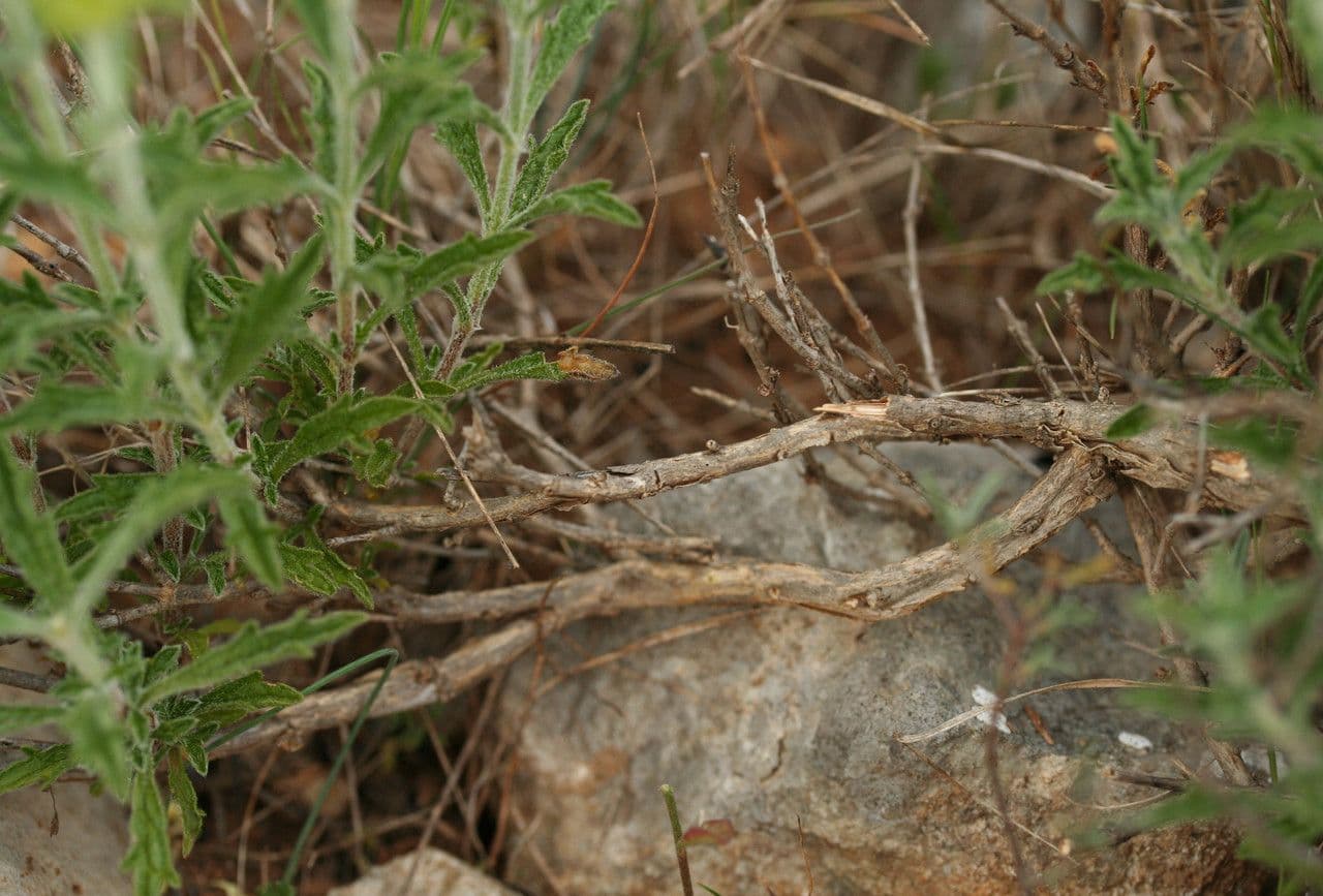 Sideritis 21