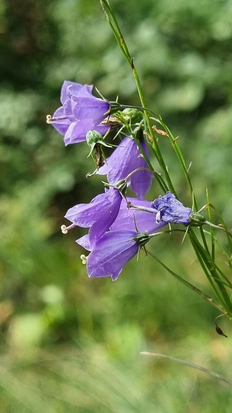 Campanula 4