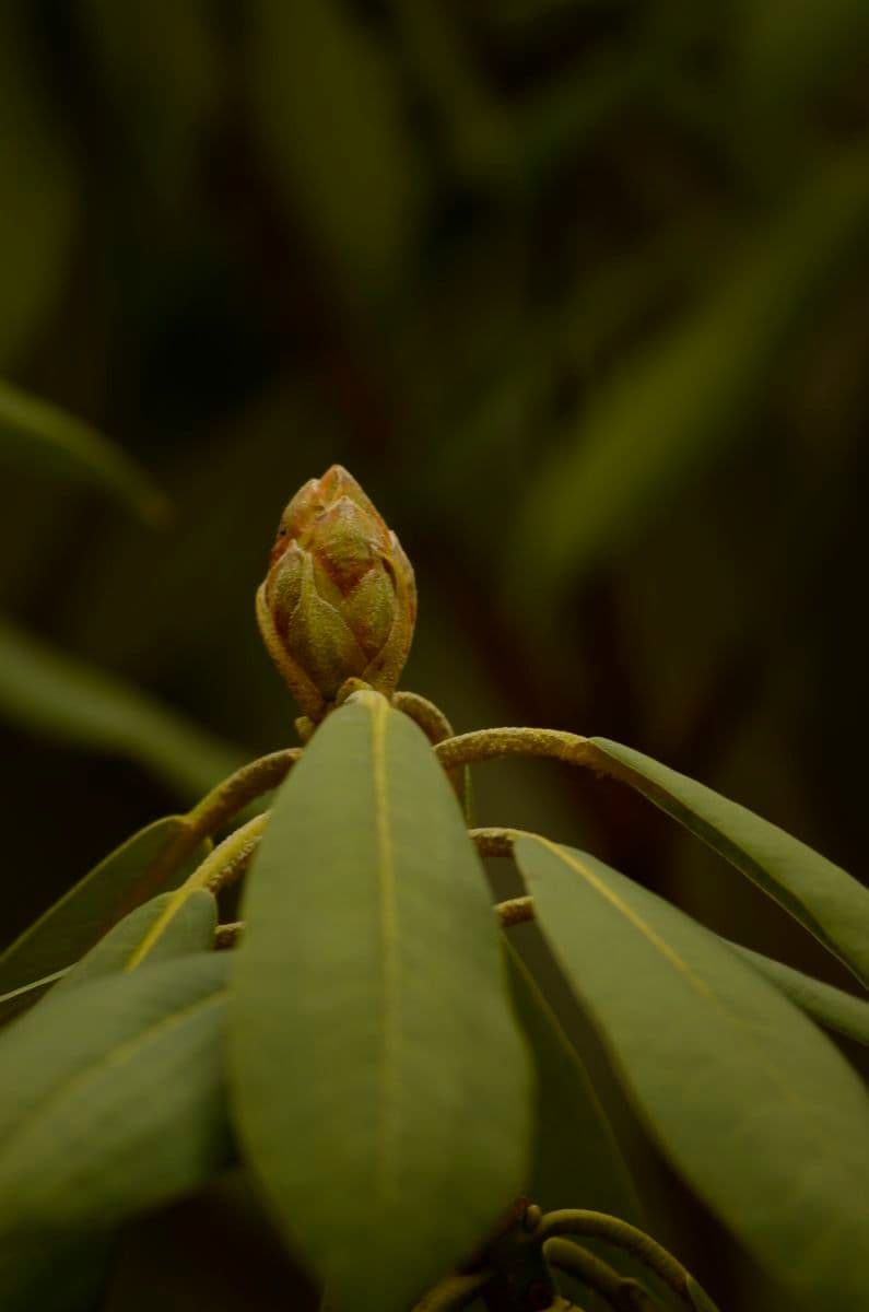 Rododendro 9