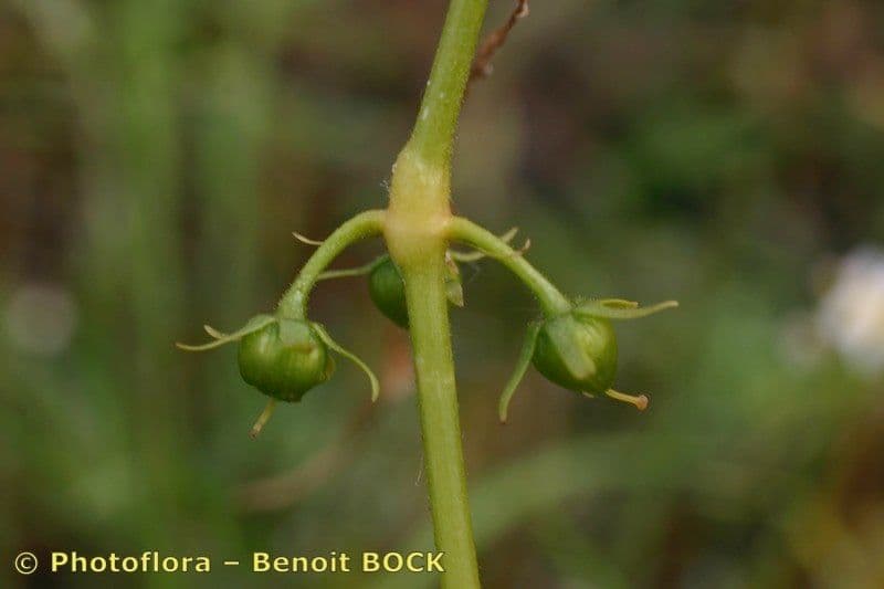 Erba scopina