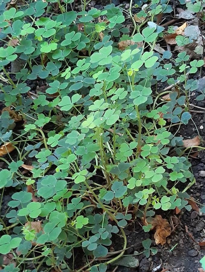 Acetosa tuberosa 4