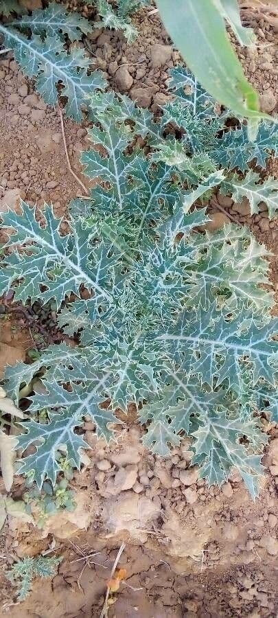 Argemone ocra 12