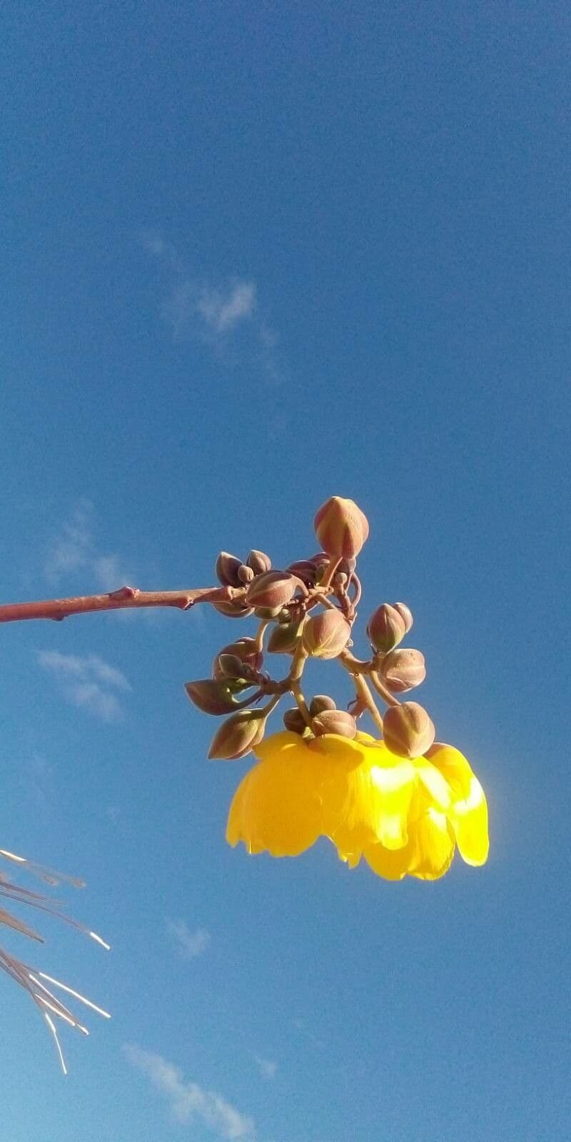 Cochlospermum 14
