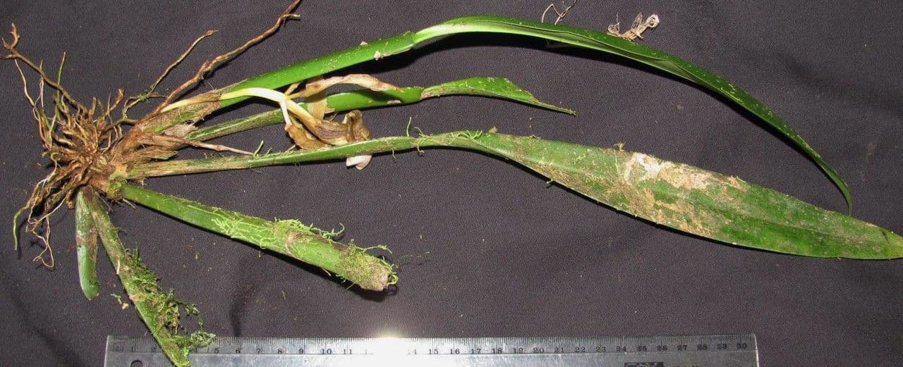 Trichopilia 7
