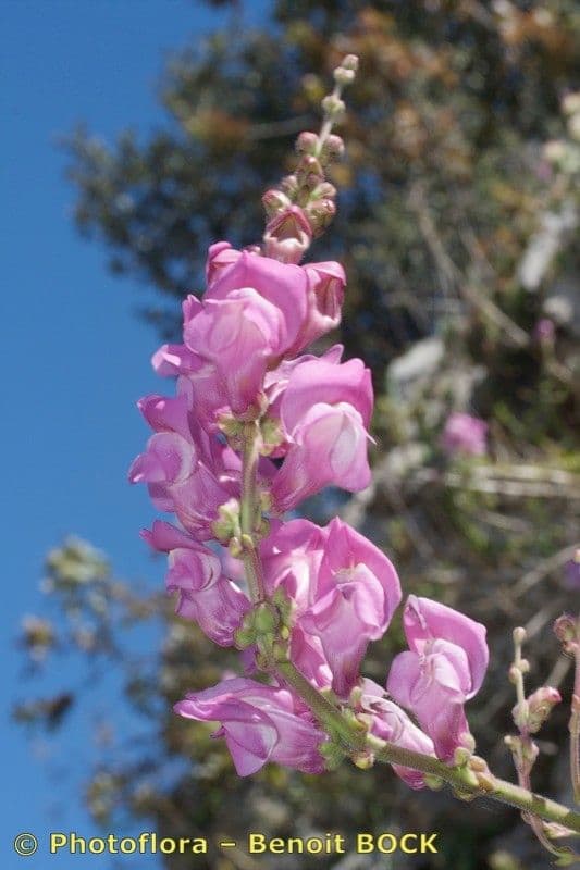 Gänsblume 20