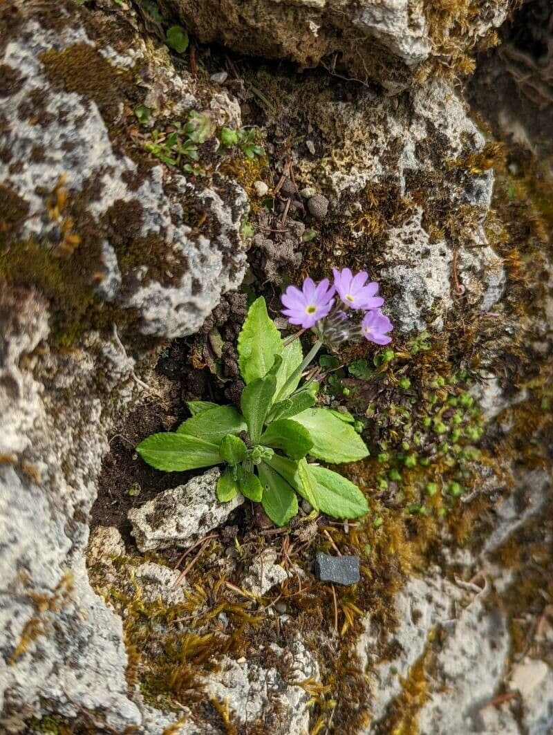 Primula 3