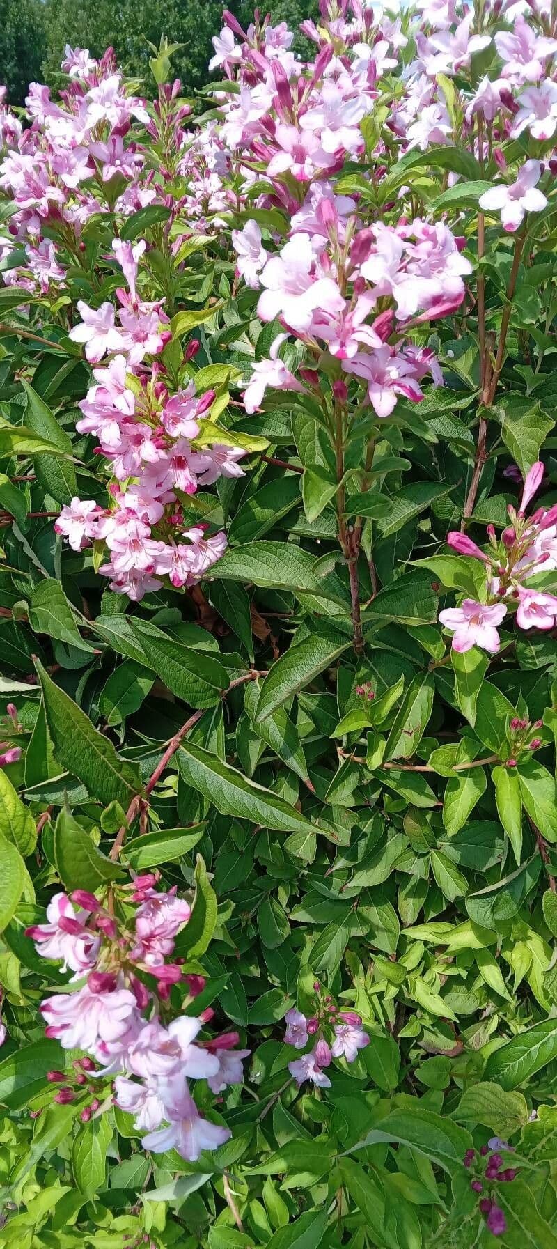 Weigelia florida 14