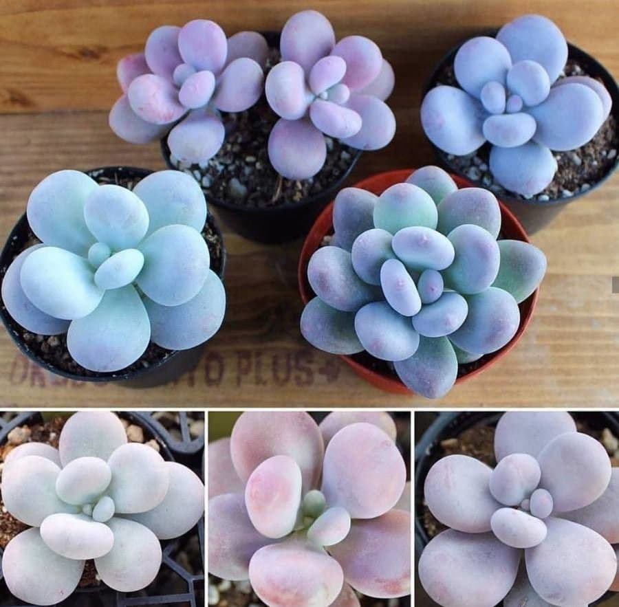 Graptopetalum 12