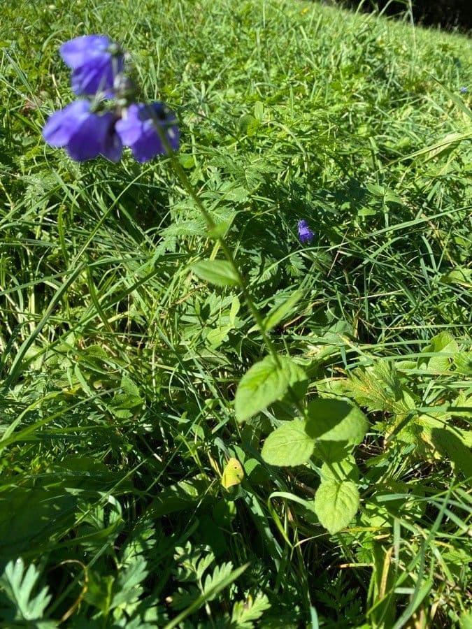 Campanula romboidale 9