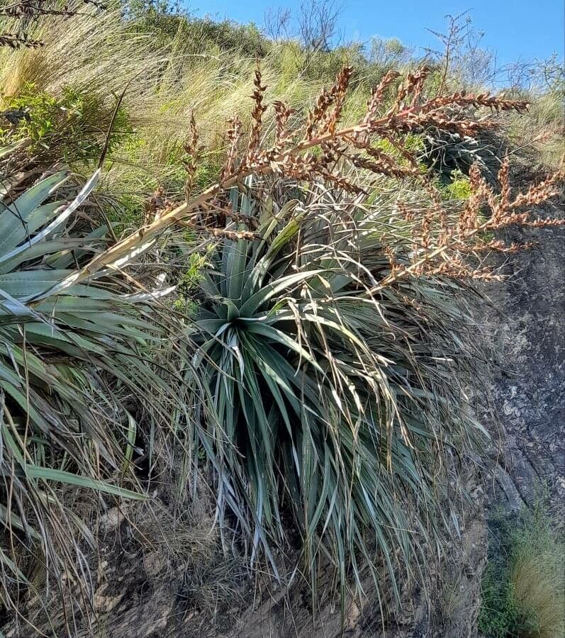 Puya 5