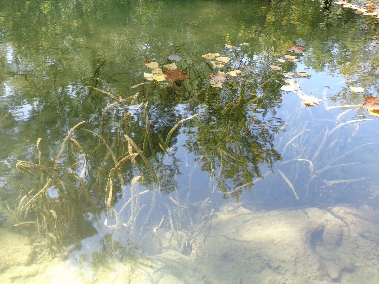 Vallisneria a spirale 10