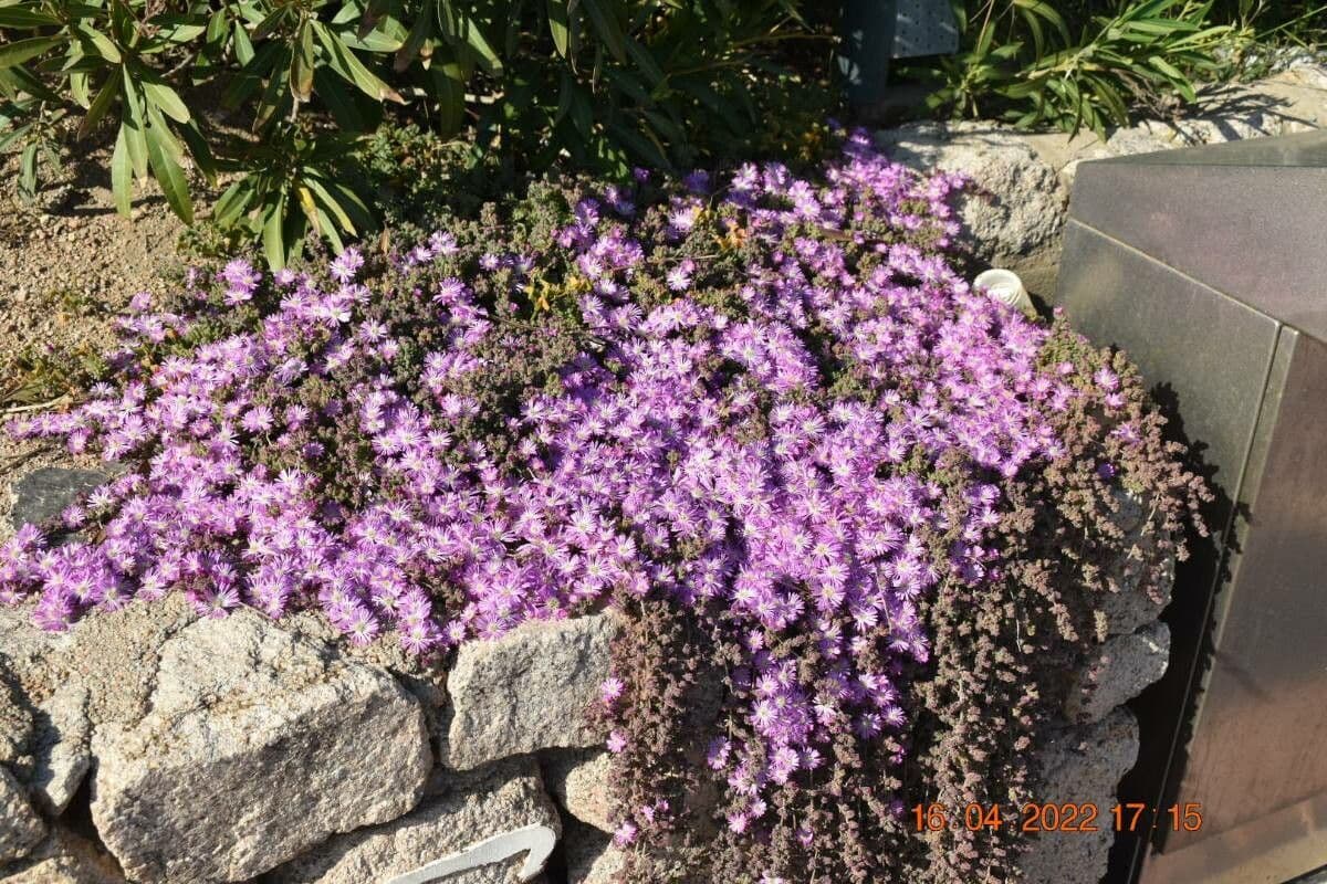 Drosanthemum fleuri 21